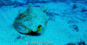 Conch eyes by Alex Klingen 